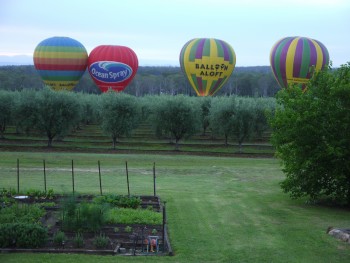 balloons taking off from the vineyard