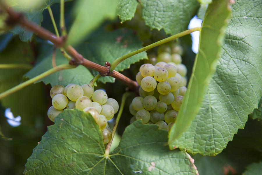 Green Grapes on the vine Green Grapes on the vine