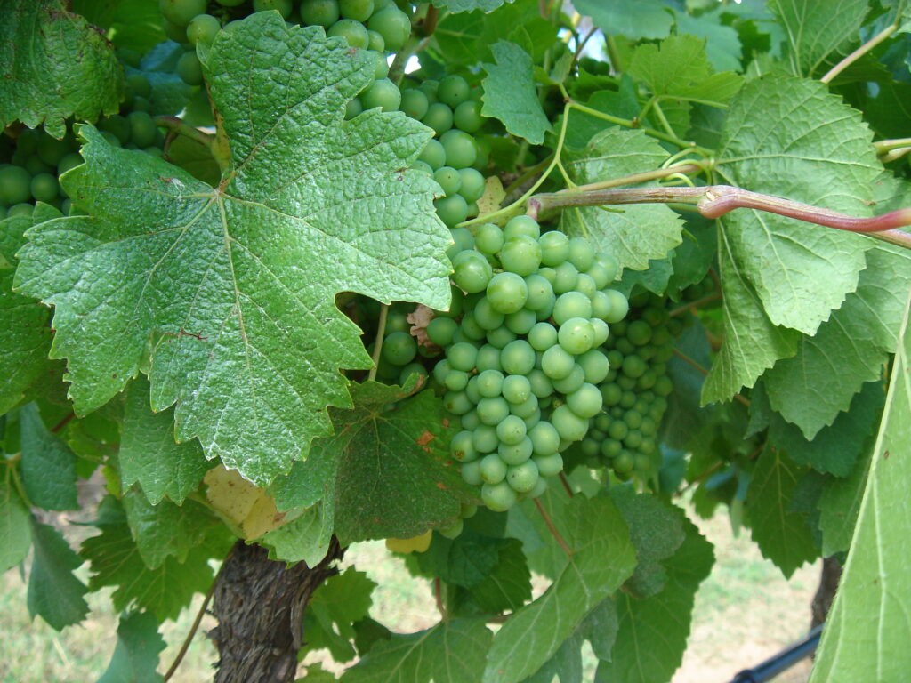 Green grapes on the vine at Adina Vineyard Green grapes on the vine at Adina Vineyard