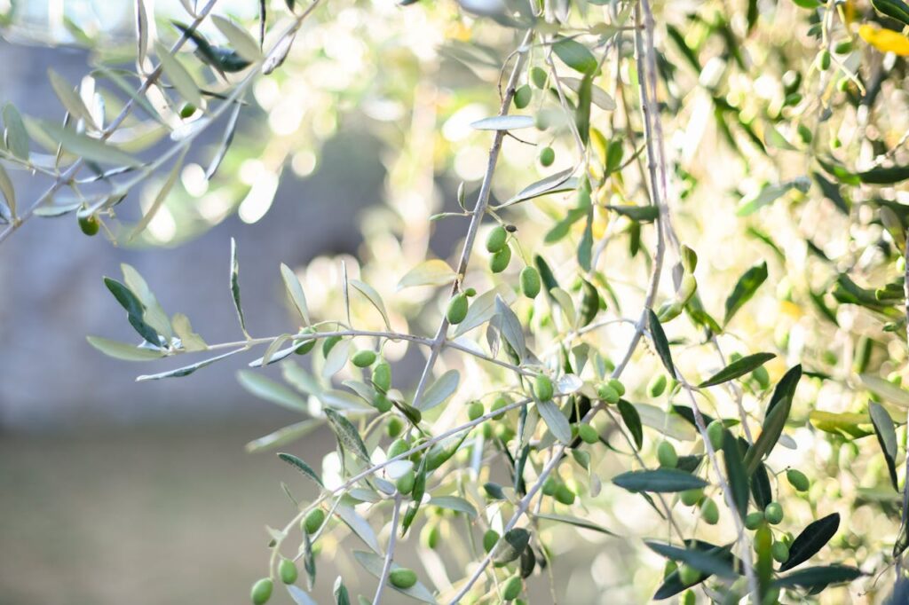 Olive tree with green leaves and sunlight