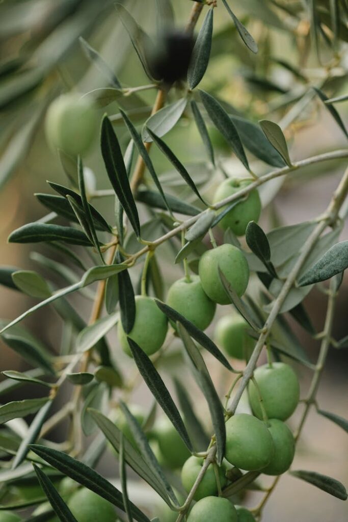 zipwp-image-6231898 Green olive fruits growing on tree with thin stalks and pointed foliage in countryside