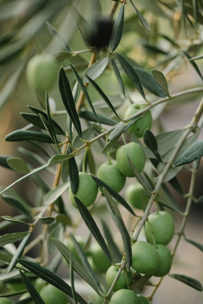 Image shows olives as grown on the estate at Adina Vineyard
