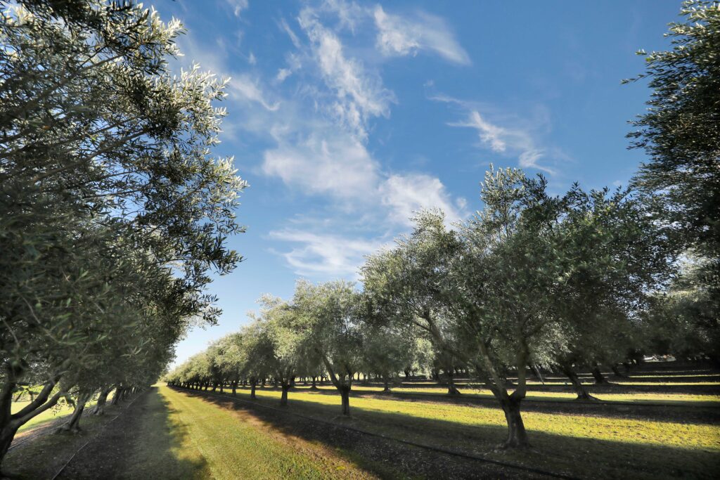 Olive groves at Adina Vineyard Olive groves at Adina Vineyard