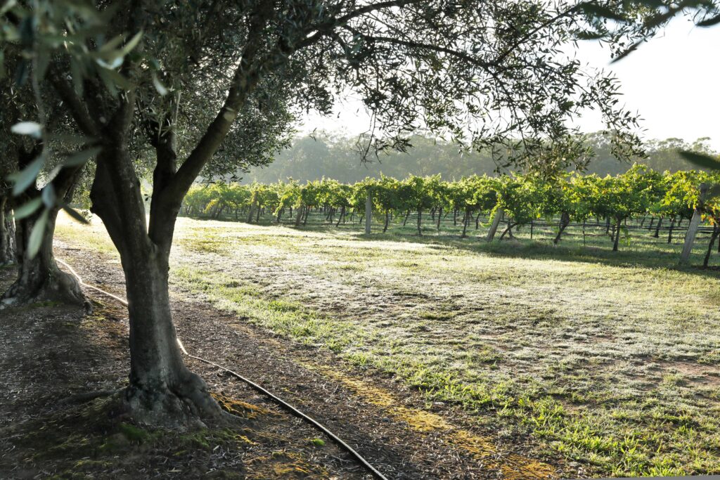 Olive Groves at Adina Vineyard