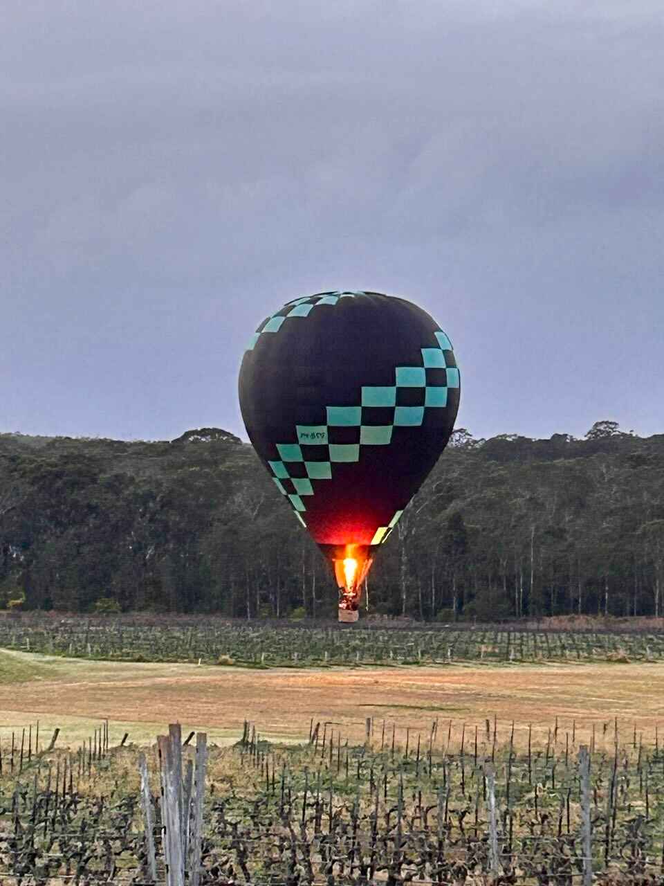 Image shows a hot air ballon landing among the grape vines. Easter at Adina Vineyard